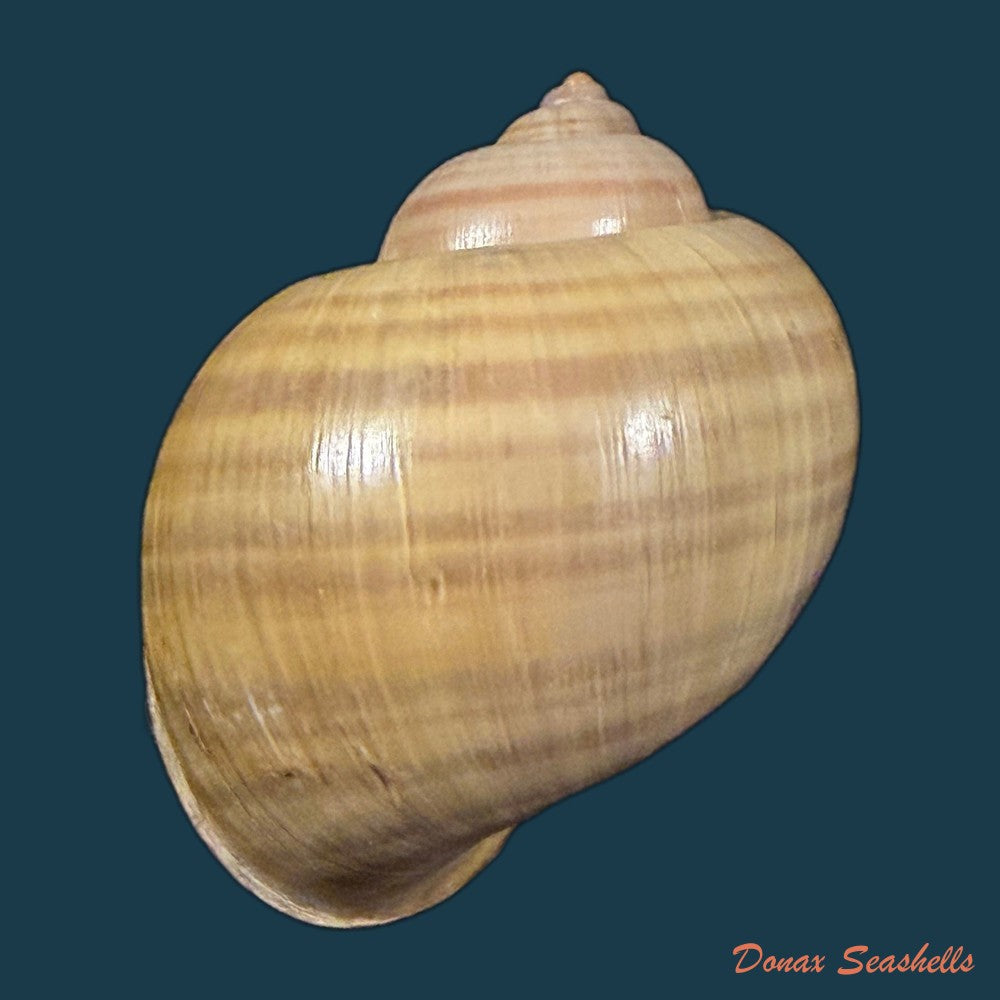 pomacea-lineata-spix-1827-50-4mm-copia