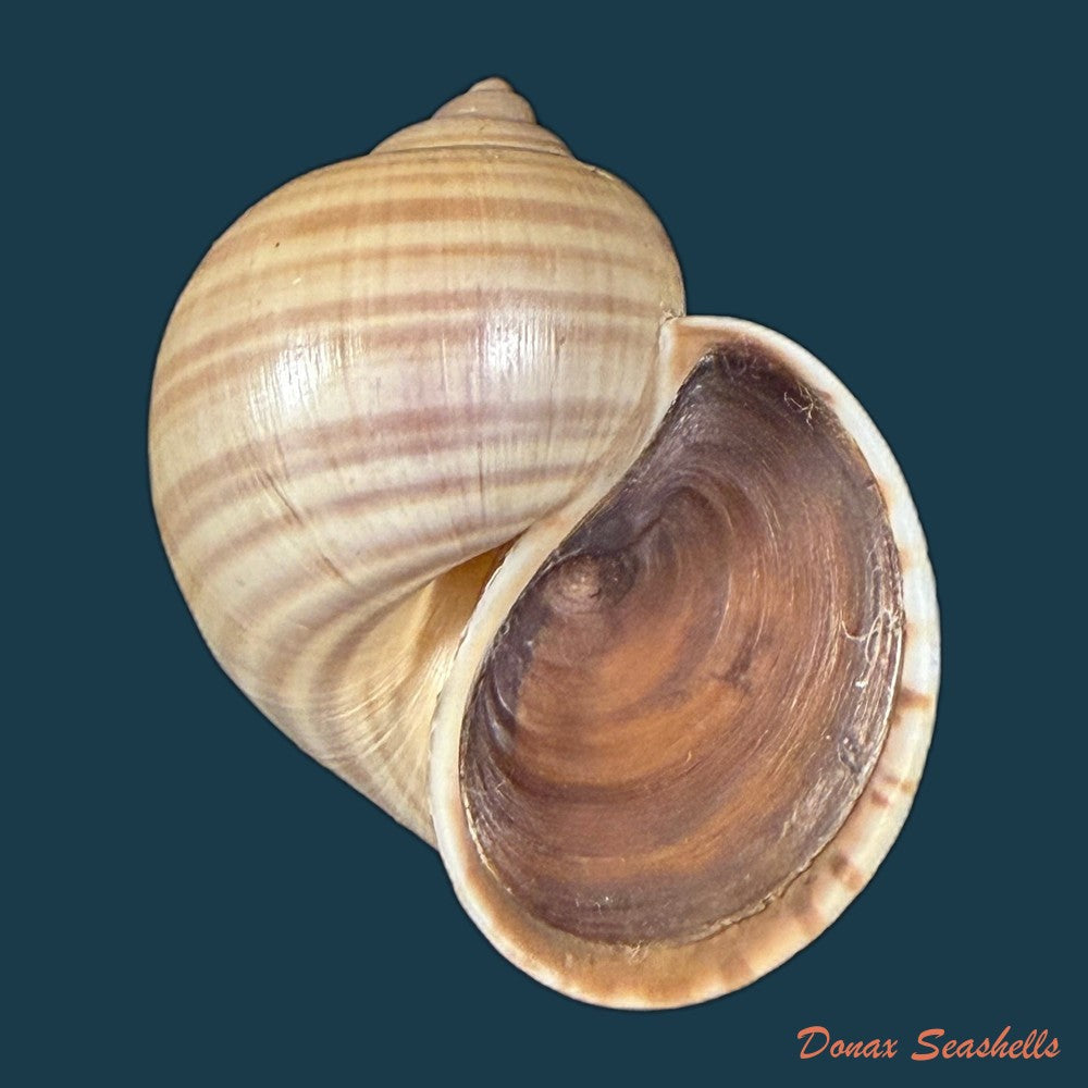 pomacea-lineata-spix-1827-50-4mm-copia