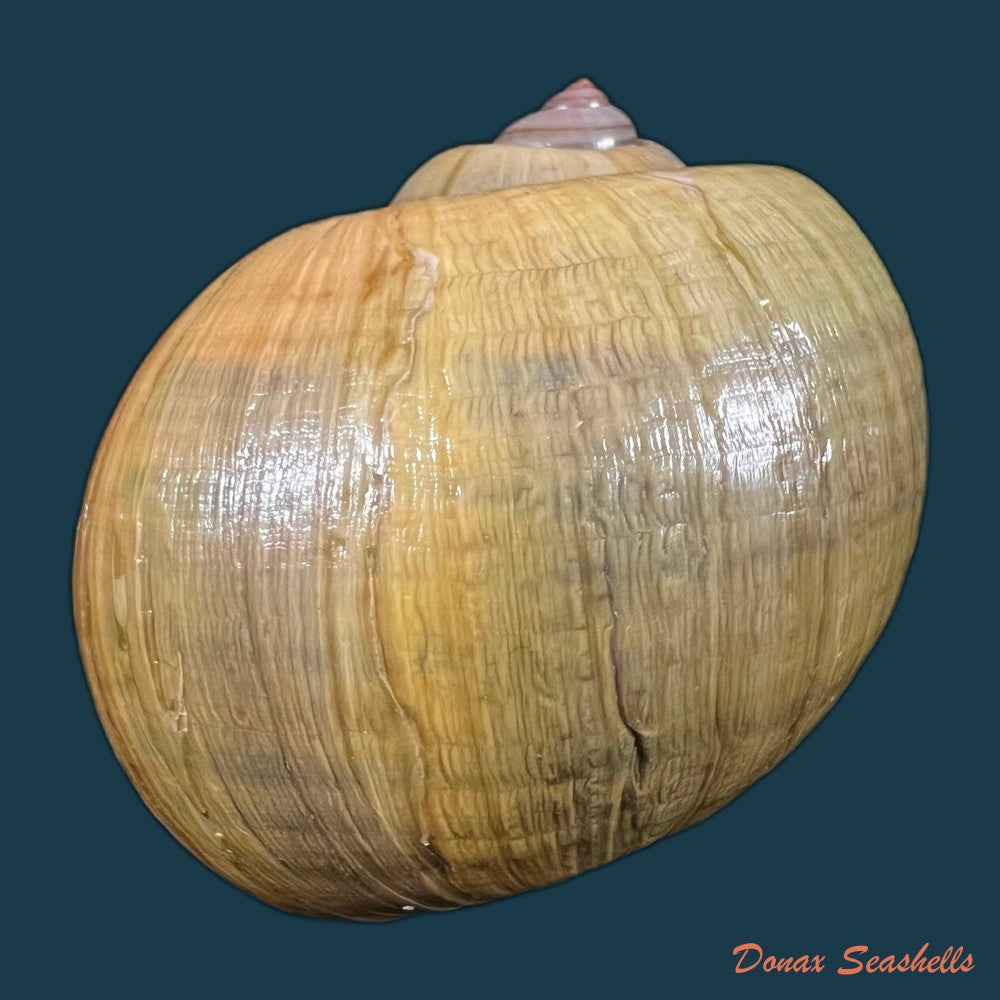 pomacea-maculata-perry-1810-69-1mm-copia