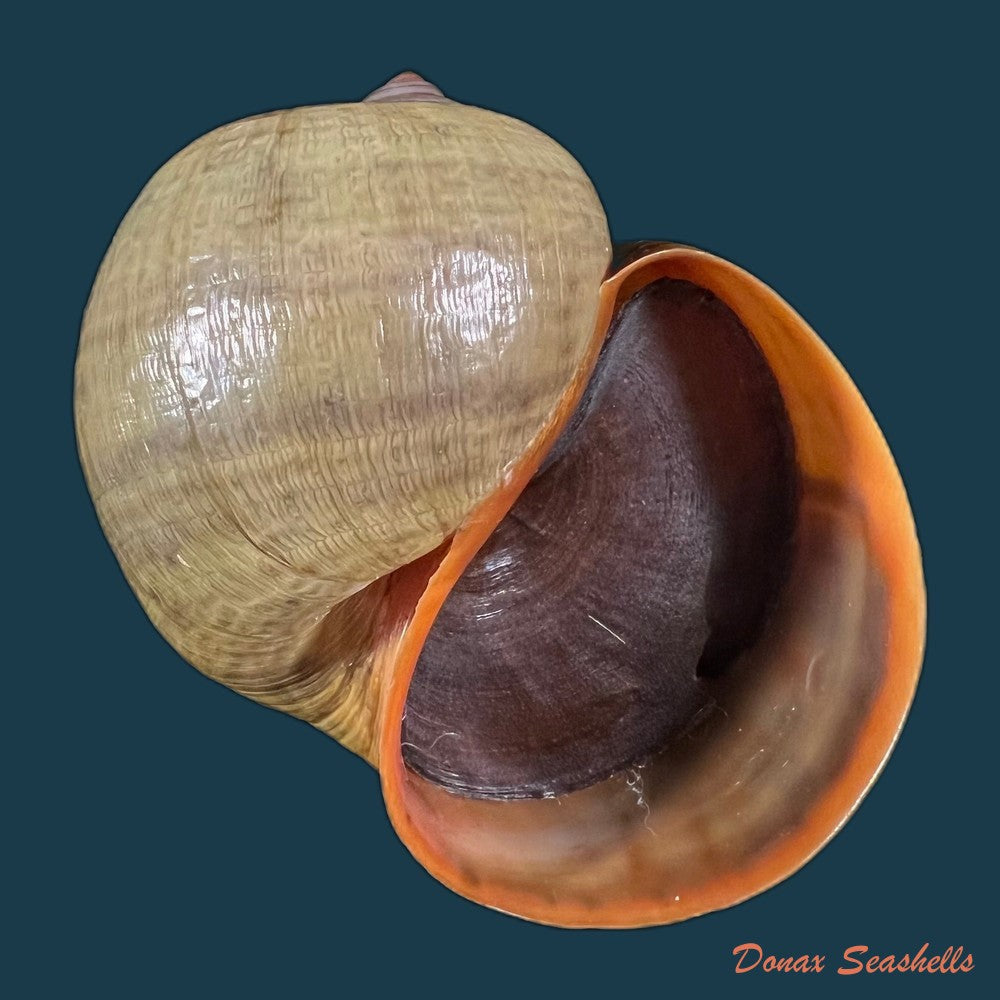 pomacea-maculata-perry-1810-69-1mm-copia