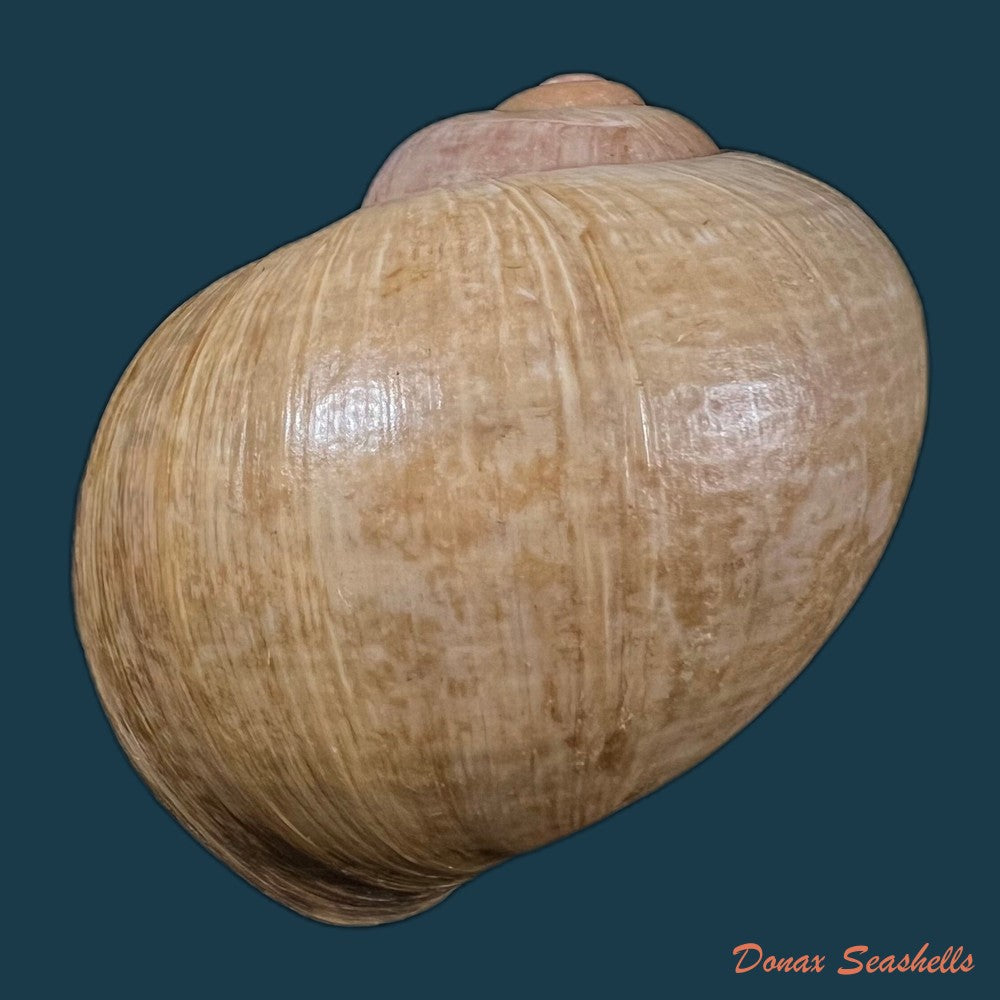 pomacea-maculata-perry-1810-71-4mm-copia