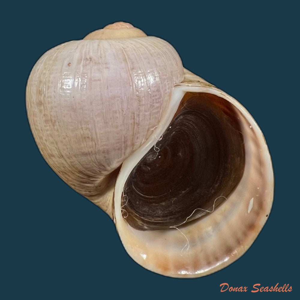 pomacea-maculata-perry-1810-71-4mm-copia