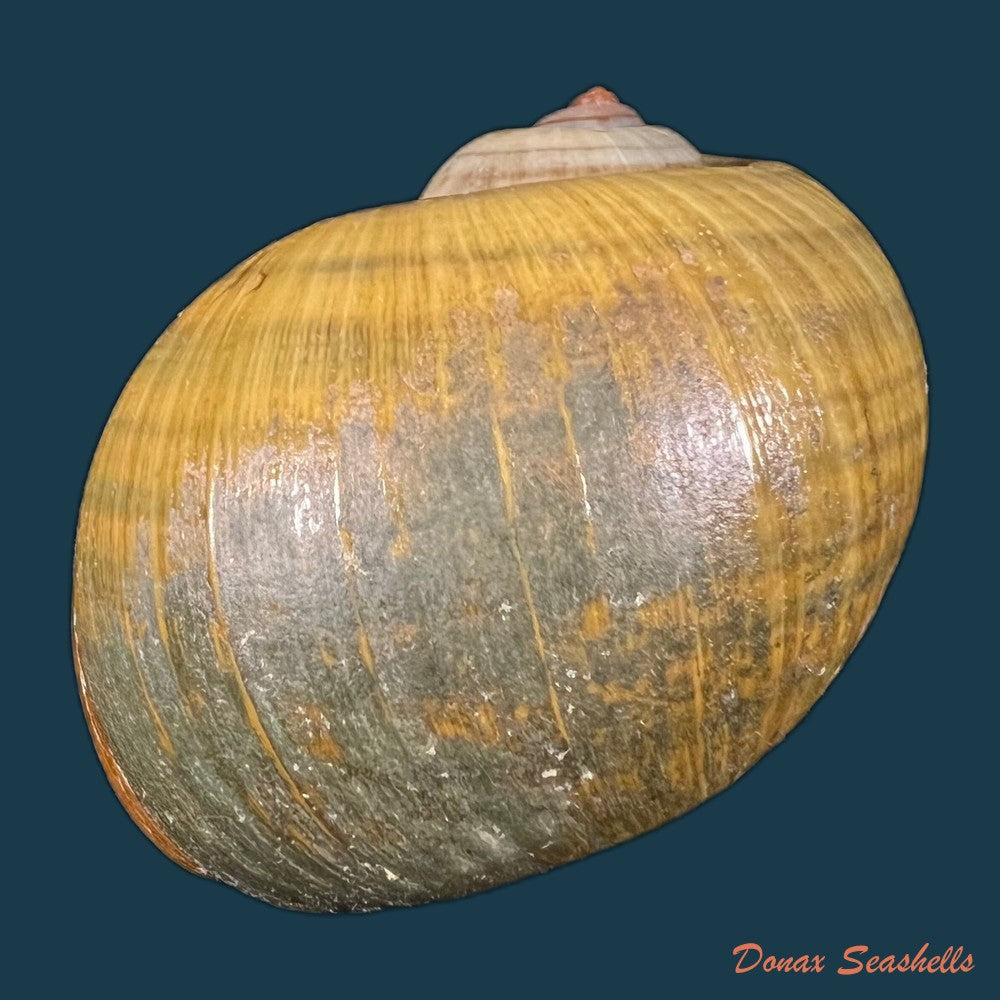 pomacea-maculata-perry-1810-76mm-copia