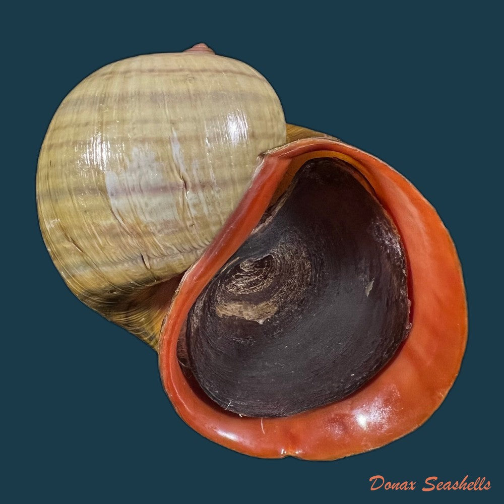 pomacea-maculata-perry-1810-76mm-copia