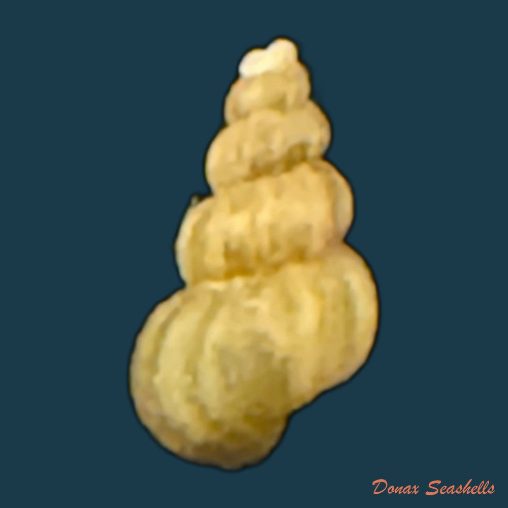 pomacea-martinezi-hidalgo-1866-56-6mm-copia