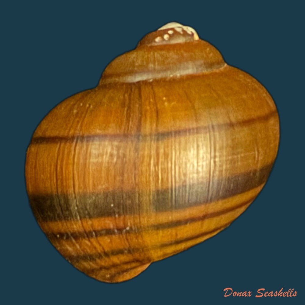 pomacea-minuscula-baker-1930-23-2mm-copia