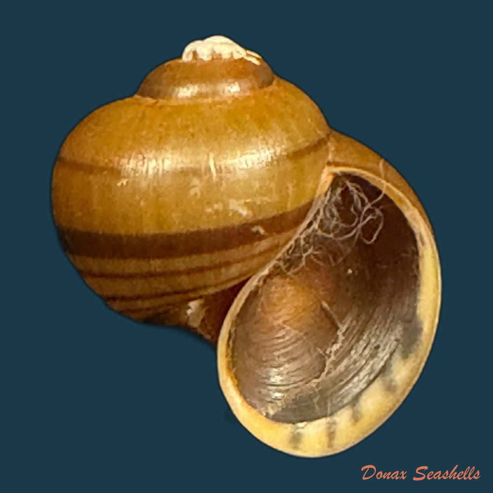 pomacea-minuscula-baker-1930-23-2mm-copia