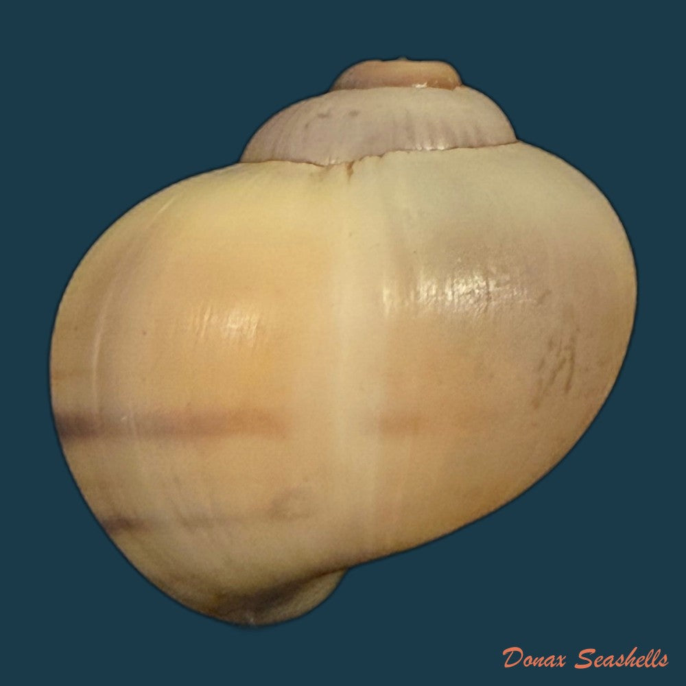 pomacea-minuscula-baker-1930-23-4mm-copia