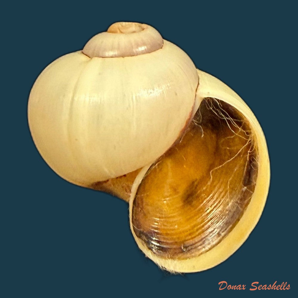 pomacea-minuscula-baker-1930-23-4mm-copia