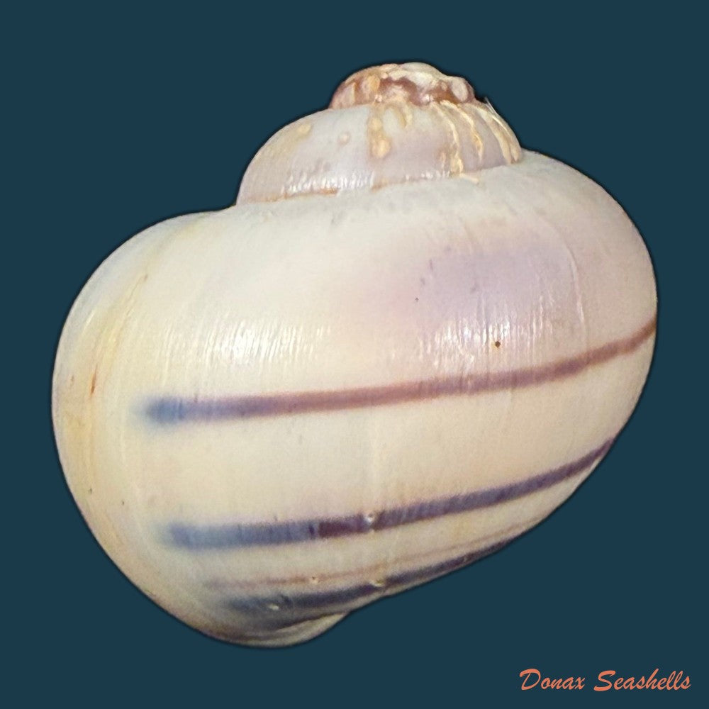 pomacea-minuscula-baker-1930-23-5mm-copia