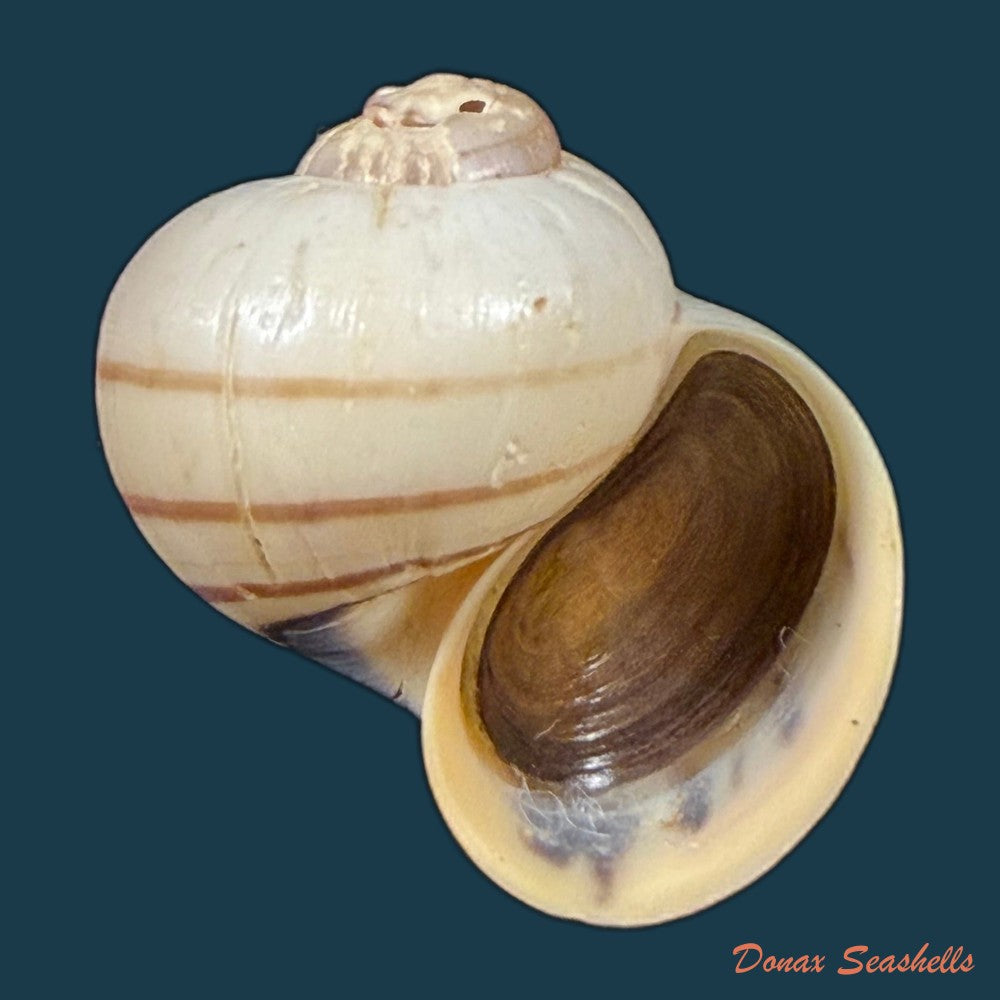 pomacea-minuscula-baker-1930-23-5mm-copia