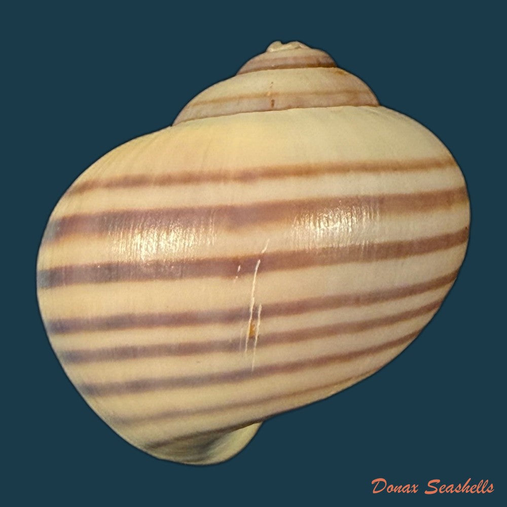 pomacea-minuscula-baker-1930-24-1mm-copia-1