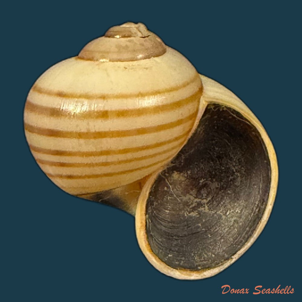 pomacea-minuscula-baker-1930-24-1mm-copia-1