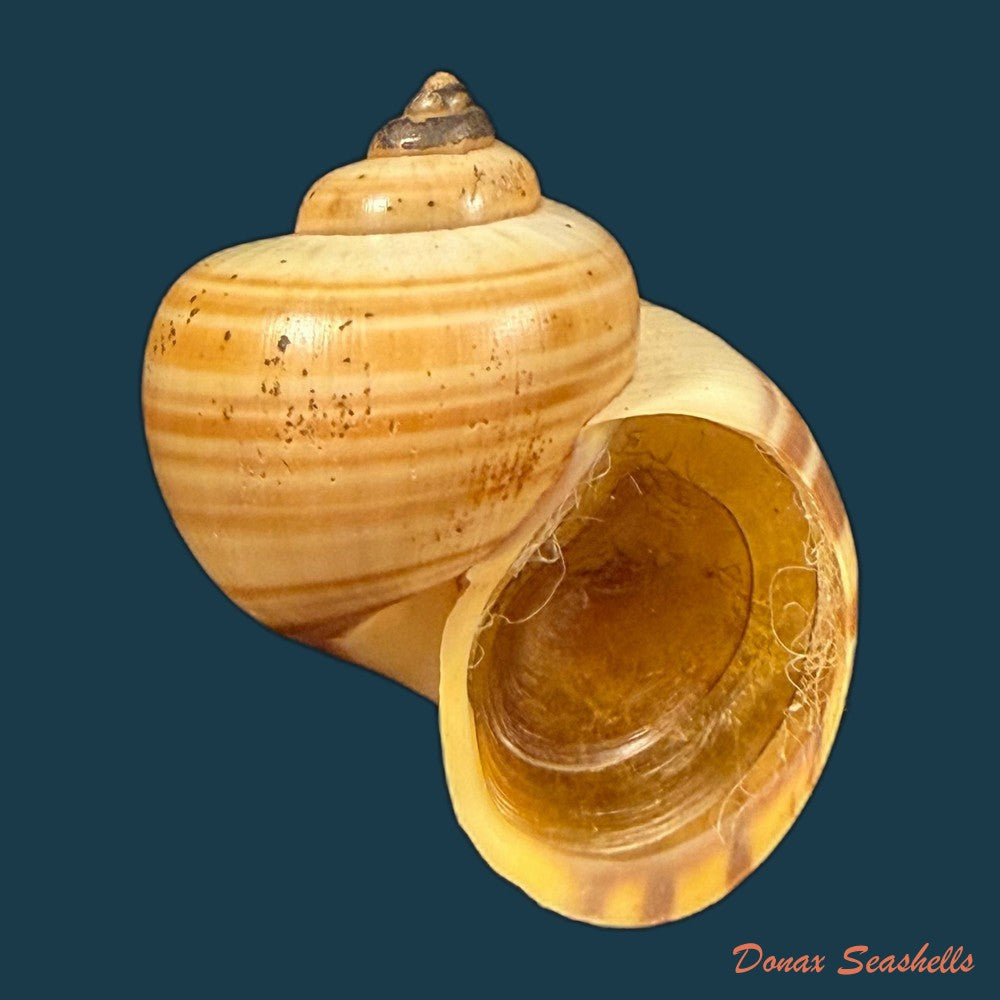 pomacea-minuscula-baker-1930-24-1mm-copia