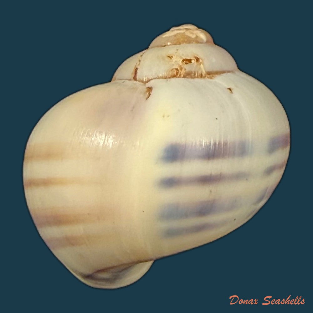 pomacea-minuscula-baker-1930-27-2mm-copia