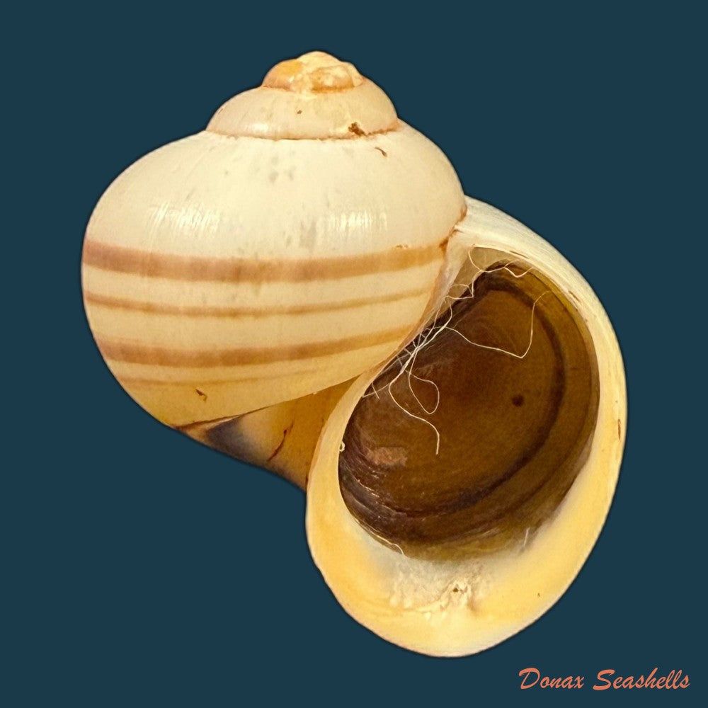 pomacea-minuscula-baker-1930-27-2mm-copia