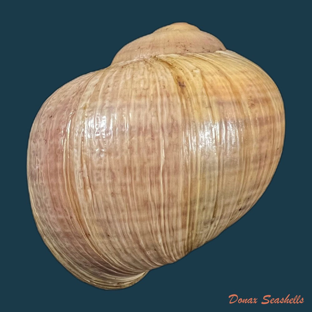pomacea-paludosa-say-1829-49-8mm-copia-1