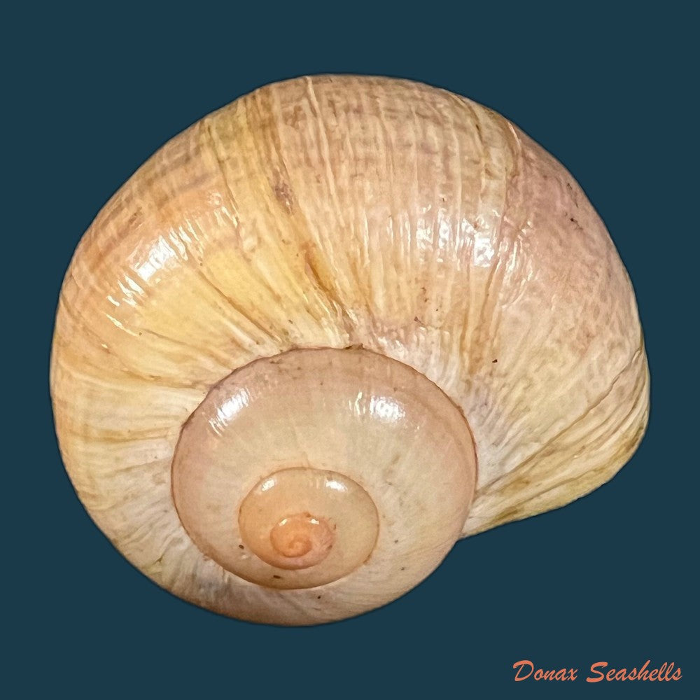 pomacea-paludosa-say-1829-49-8mm-copia-1