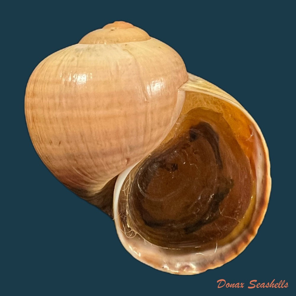 pomacea-paludosa-say-1829-49-8mm-copia-1