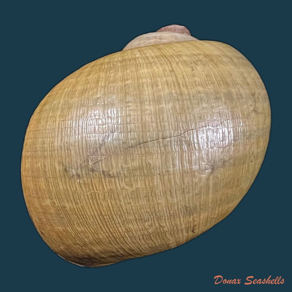 pomacea-pernambucensis-reeve-1856-409mm-copia