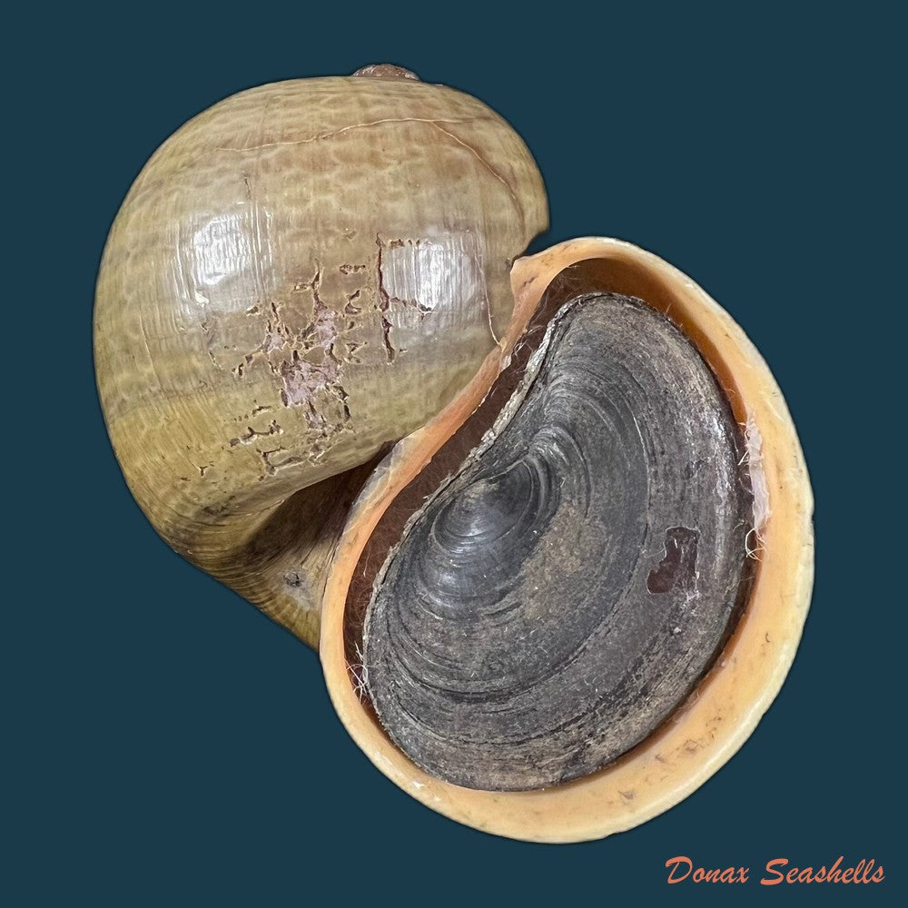 pomacea-pernambucensis-reeve-1856-409mm-copia