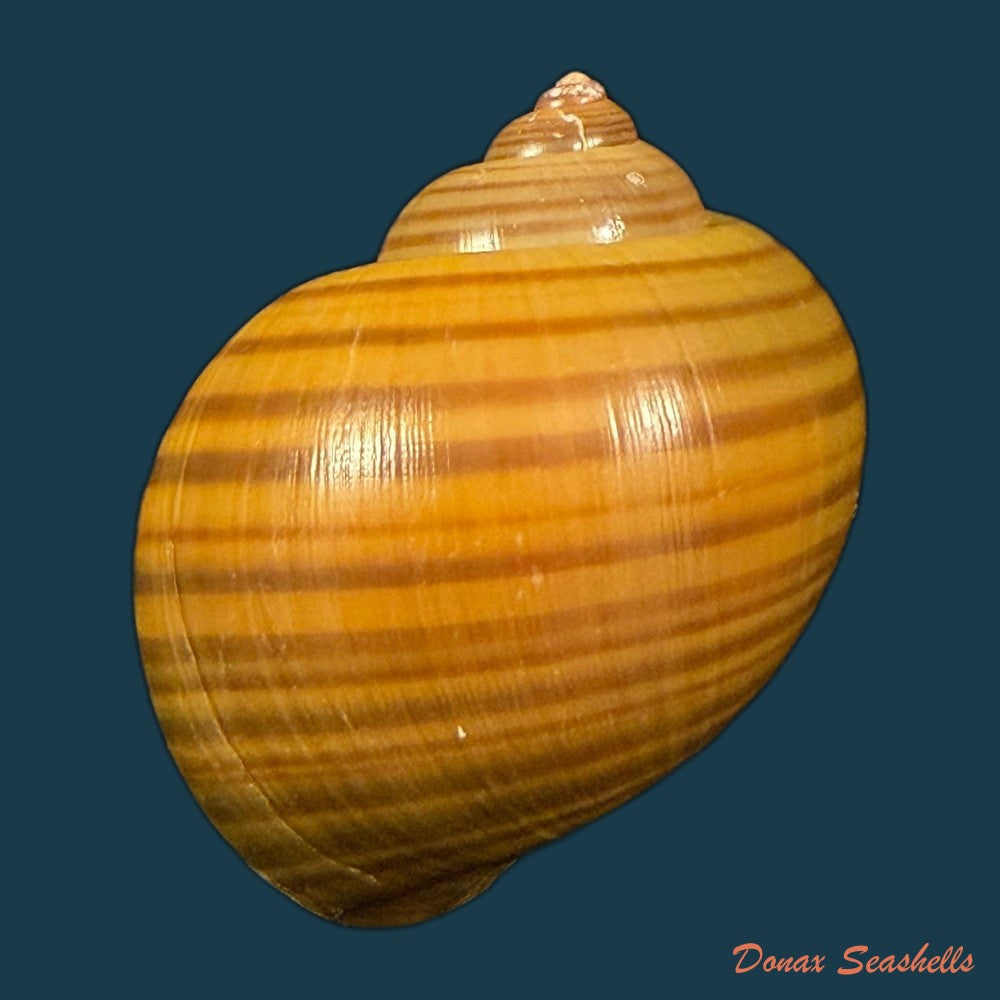 pomacea-species-44-1mm-copia