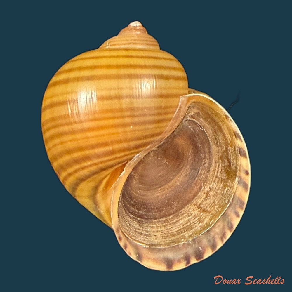 pomacea-species-44-1mm-copia