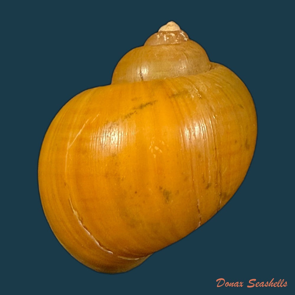 pomacea-species-44-8mm-copia