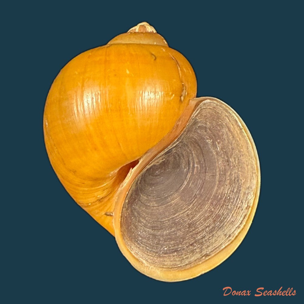 pomacea-species-44-8mm-copia