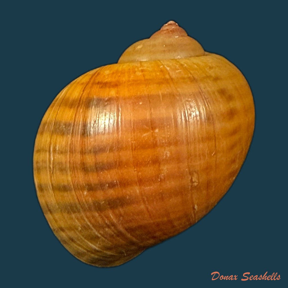 pomacea-species-51mm-copia