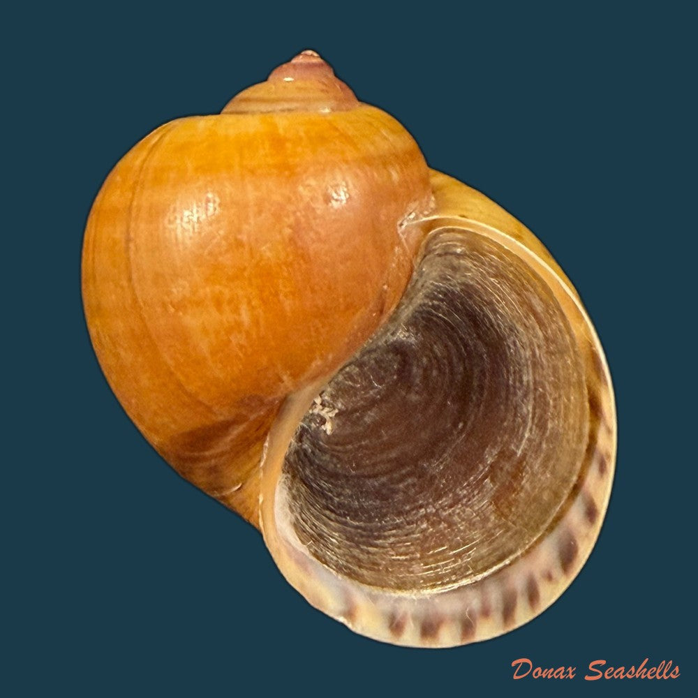 pomacea-species-51mm-copia
