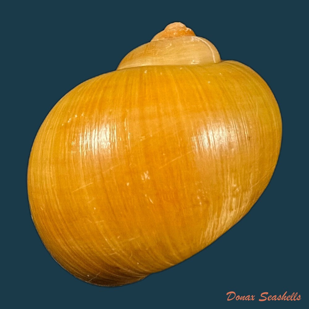 pomacea-species-53mm-copia