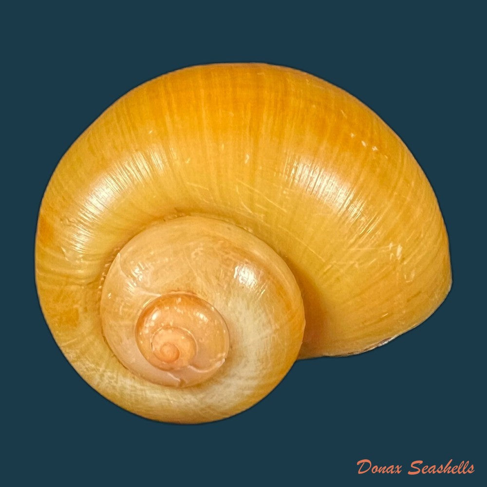 pomacea-species-53mm-copia