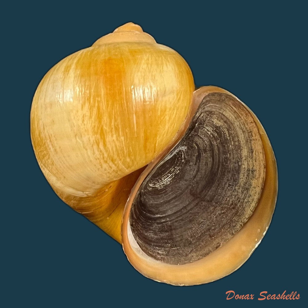 pomacea-species-53mm-copia