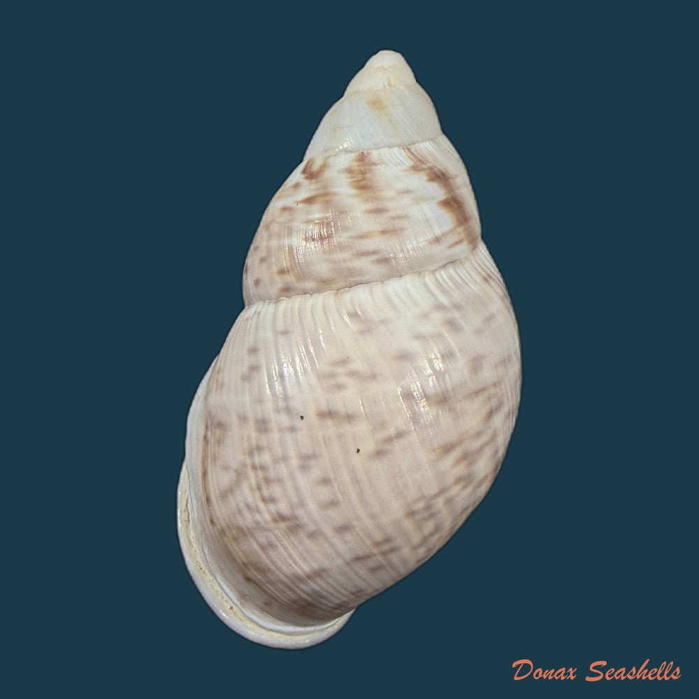 porphyrobaphe-iostoma-g-b-sowerby-i-1824-59-4mm-copia