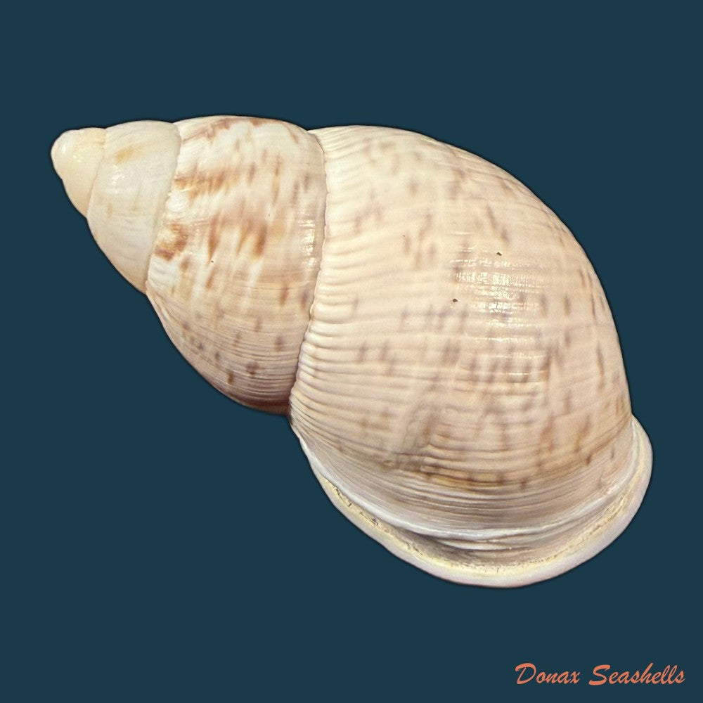 porphyrobaphe-iostoma-g-b-sowerby-i-1824-59-4mm-copia