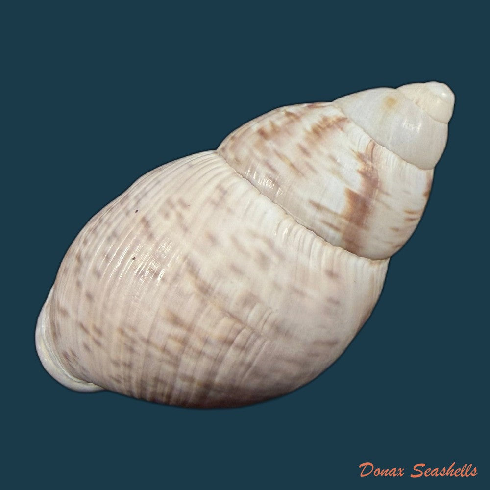 porphyrobaphe-iostoma-g-b-sowerby-i-1824-59-4mm-copia