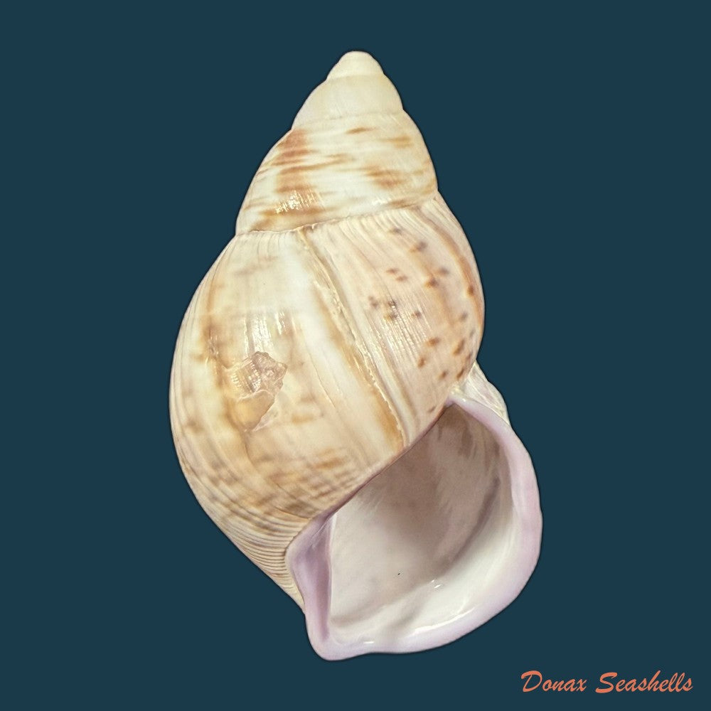 porphyrobaphe-iostoma-g-b-sowerby-i-1824-59-4mm-copia