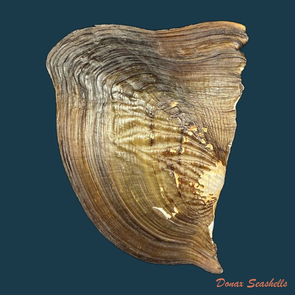 prisodon-corrugatus-lamarck-1819-109-5mm-copia