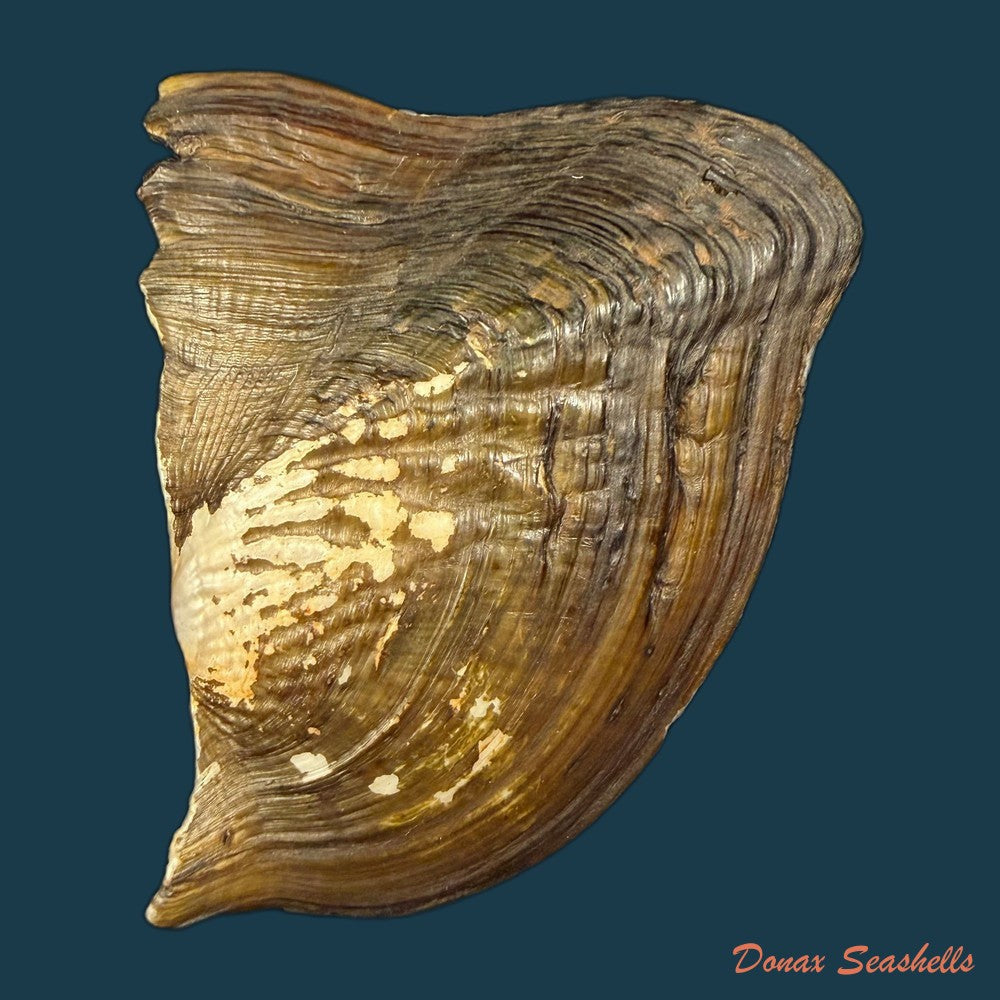 prisodon-corrugatus-lamarck-1819-109-5mm-copia