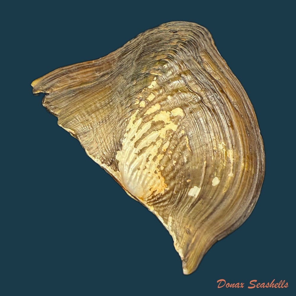 prisodon-corrugatus-lamarck-1819-109-5mm-copia