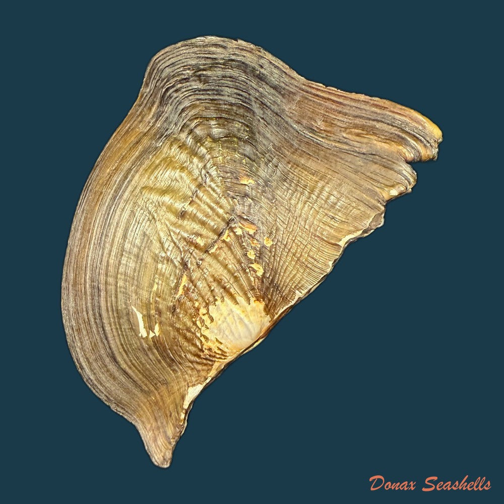 prisodon-corrugatus-lamarck-1819-109-5mm-copia
