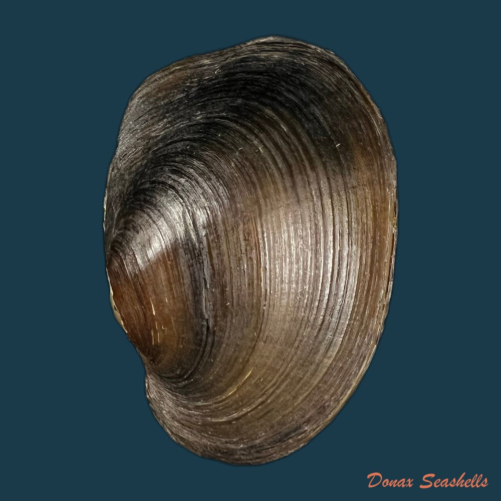prisodon-corrugatus-lamarck-1819-62-5mm-copia