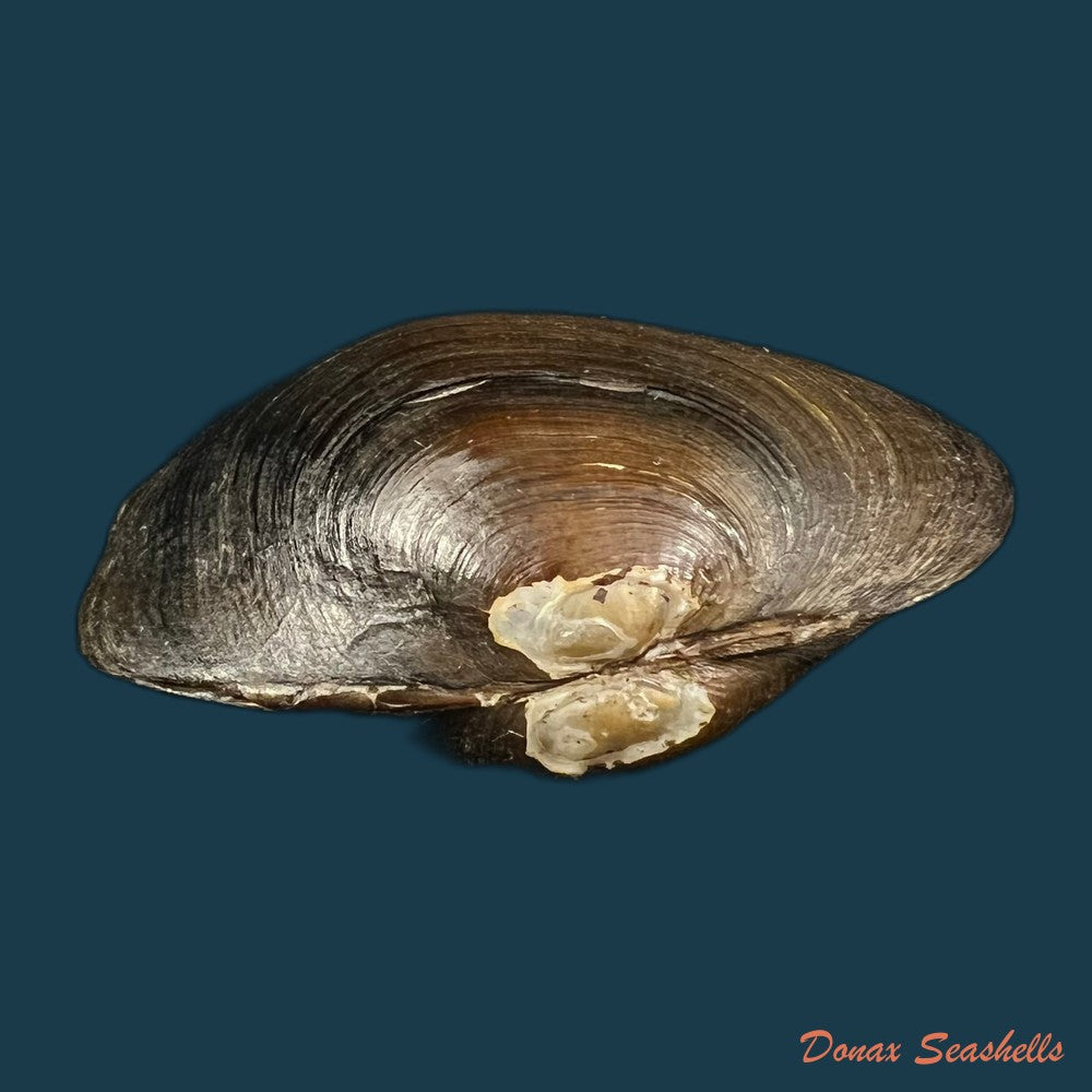 prisodon-corrugatus-lamarck-1819-62-5mm-copia