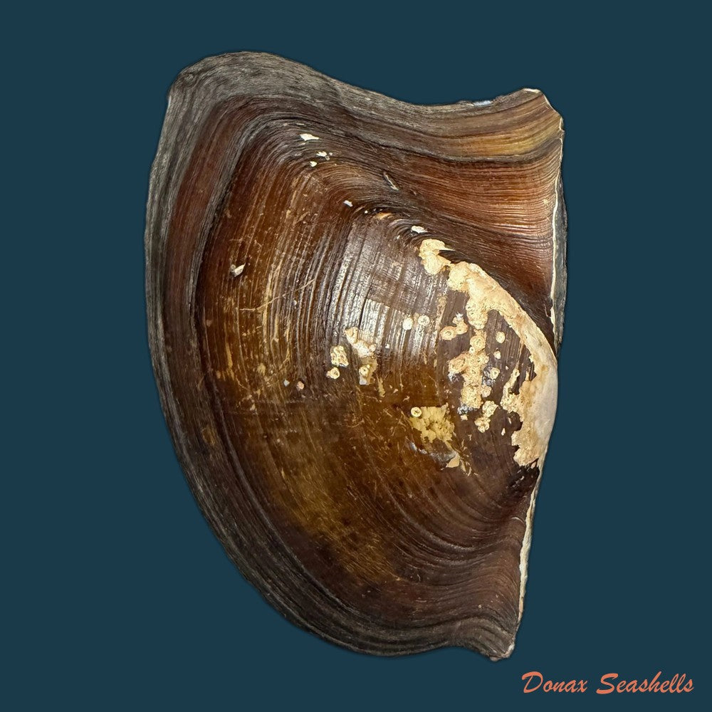 prisodon-obliquus-schumacher-1817-58-2mm-copia