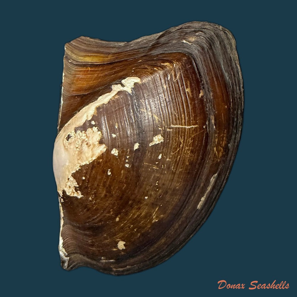 prisodon-obliquus-schumacher-1817-58-2mm-copia