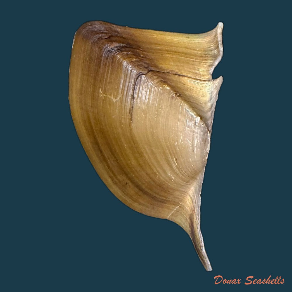 prisodon-obliquus-schumacher-1817-70-3mm-copia