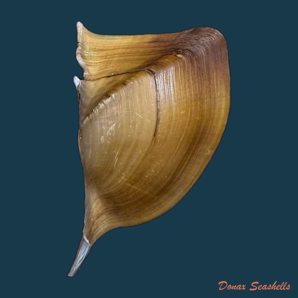 prisodon-obliquus-schumacher-1817-70-3mm-copia