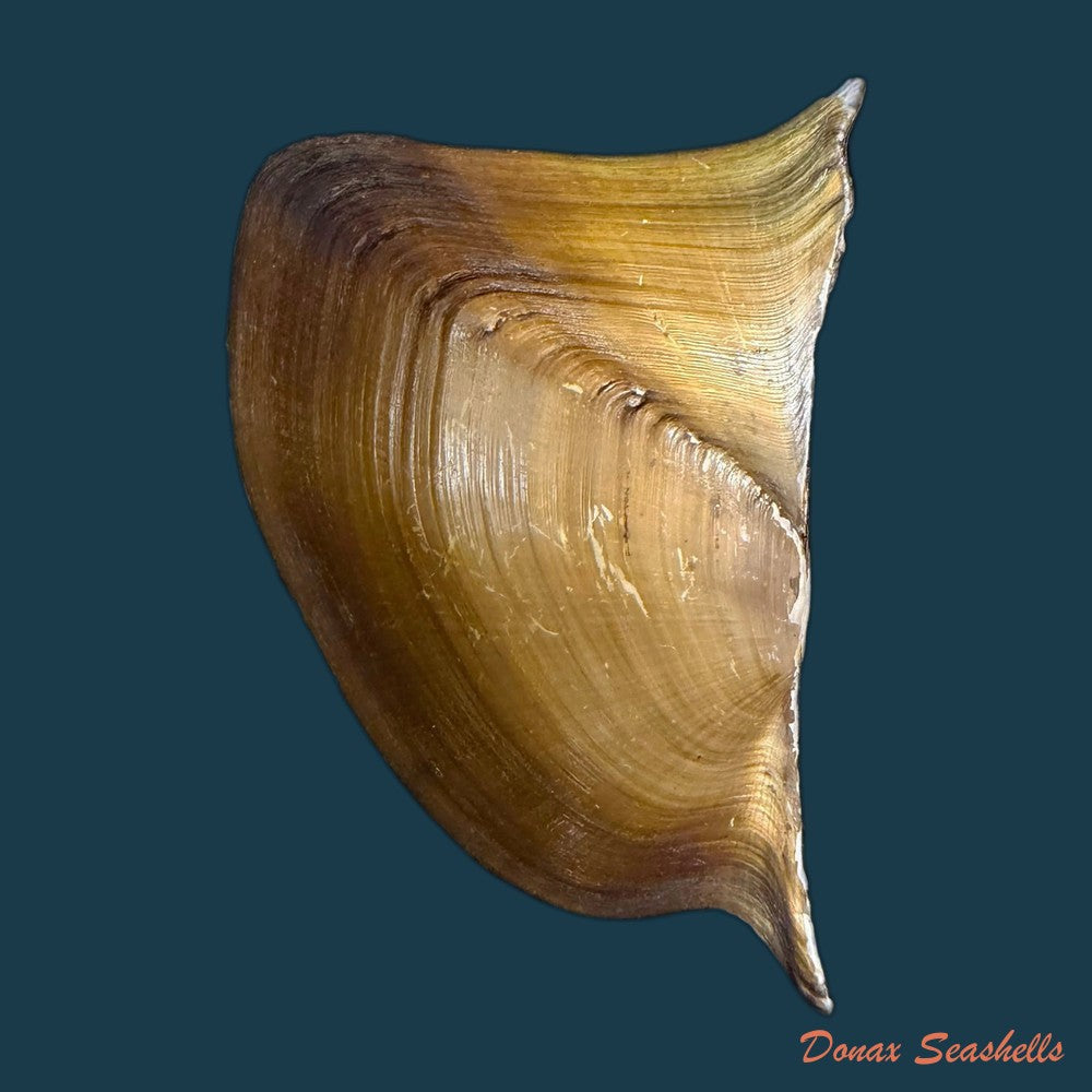 prisodon-obliquus-schumacher-1817-70-6mm-copia