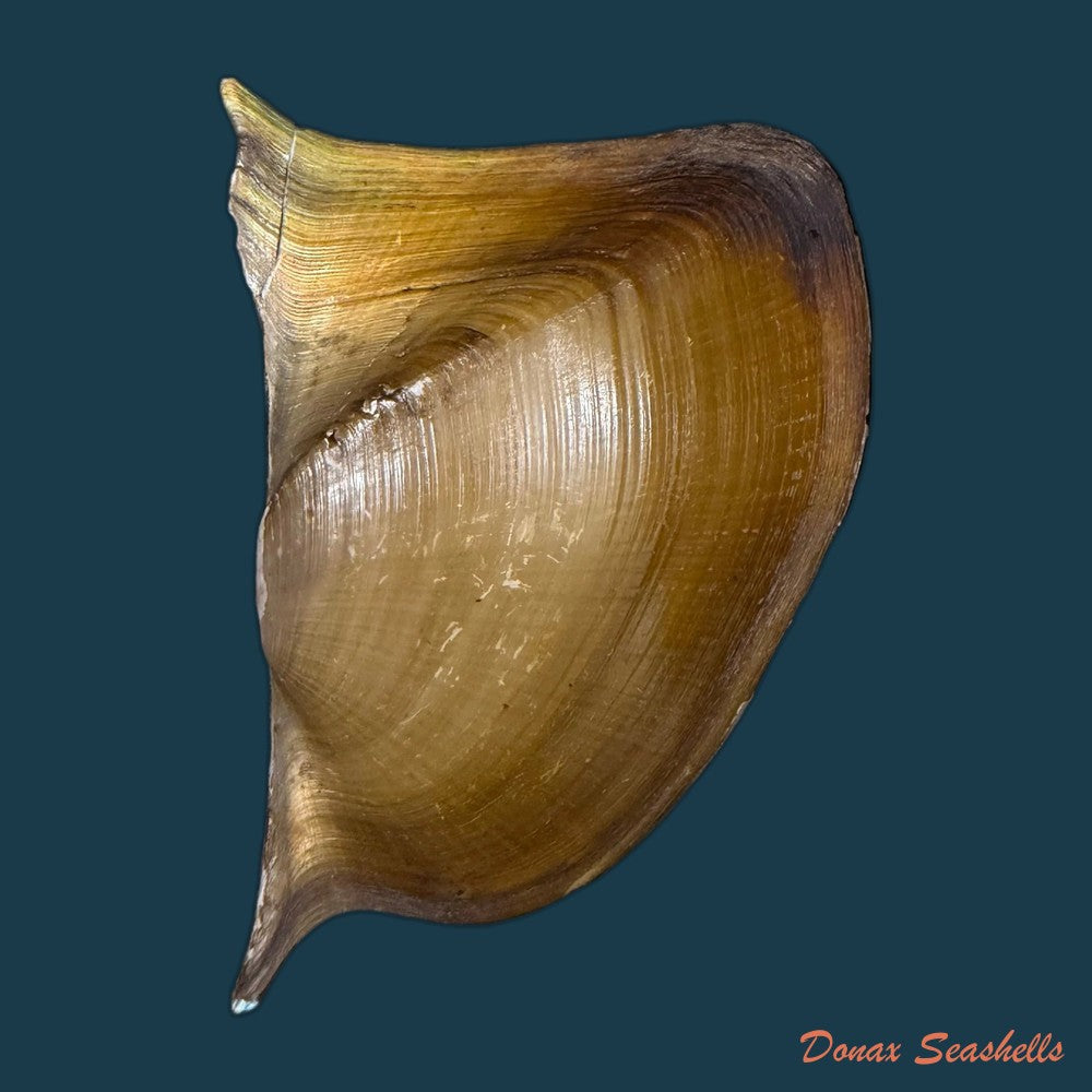 prisodon-obliquus-schumacher-1817-70-6mm-copia